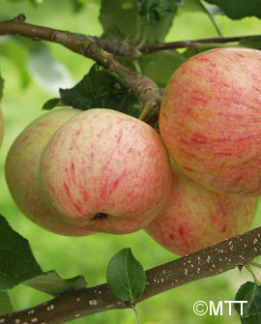 Tuotekuva-MOSKOVAN PÄÄRYNÄOMENA OMENA