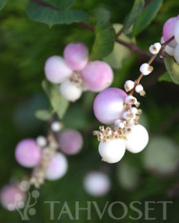 Tuotekuva-MOTHER OF PEARL HOLLANNINLUMIMARJA