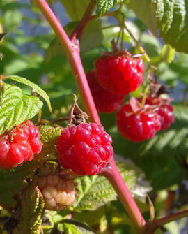 Tuotekuva-MUSKOKA VADELMA FinE