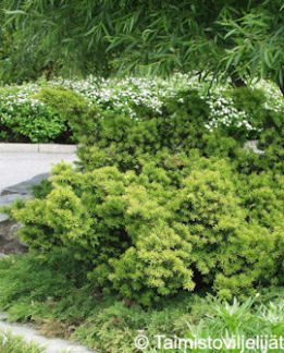 Tuotekuva-NANA JAPANINMARJAKUUSI