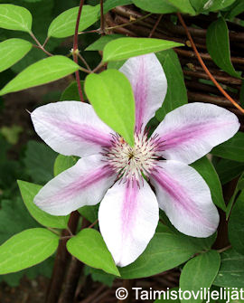 Tuotekuva-NELLY MOSER LOISTOKÄRHÖ