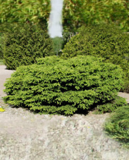 Tuotekuva-NIDIFORMIS PESÄKUUSI