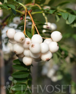 Tuotekuva-NOVA VALKOMARJAPIHLAJA