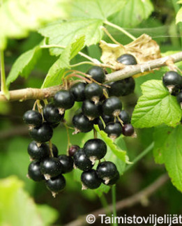 Tuotekuva-ÖJEBYN MUSTAHERUKKA FinE