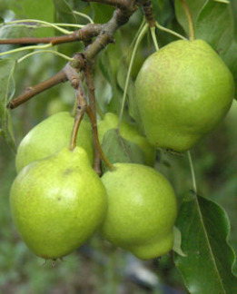 Tuotekuva-OLGA PÄÄRYNÄ