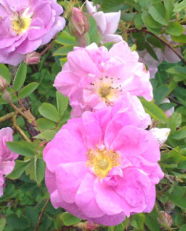 Tuotekuva-ONNI ONNENRUUSU