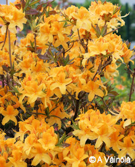 Tuotekuva-ONNIMANNI PUISTOATSALEA FinE