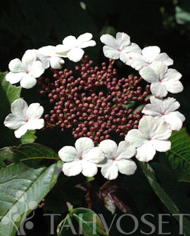 Tuotekuva-ONONDAGA RUSOHEISI