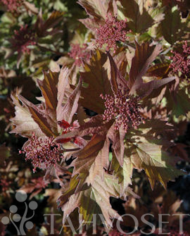 Tuotekuva-ONONDAGA RUSOHEISI