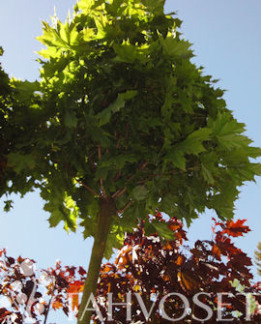 Tuotekuva-PALLOVAAHTERA