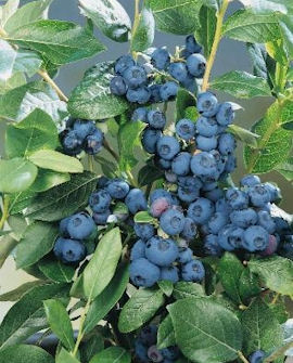 Tuotekuva-PATRIOT PENSASMUSTIKKA