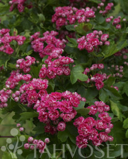 Tuotekuva-PAUL'S SCARLET RUUSUORAPIHLAJA