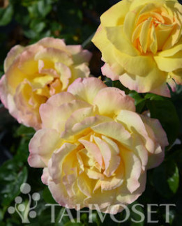 Tuotekuva-PEACE RUUSU