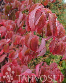 Tuotekuva-PENSASKANUKKA