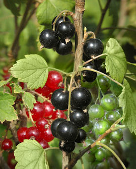 Tuotekuva-PERHEHERUKKA