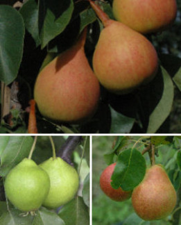 Tuotekuva-PERHEPÄÄRYNÄ PÄÄRYNÄ