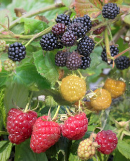 Tuotekuva-PERHEVADELMA