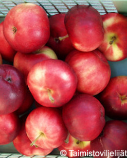 Tuotekuva-PETTERI OMENA