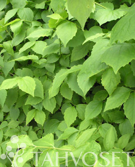 Tuotekuva-PIHAJASMIKE