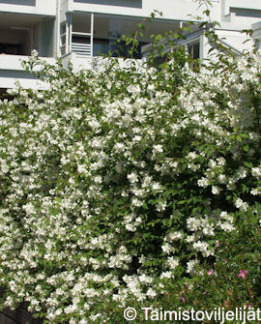 Tuotekuva-PIHAJASMIKE