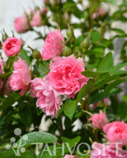 Tuotekuva-PINK GROOTENDORST NEILIKKARUUSU