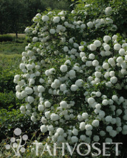 Tuotekuva-POHJAN NEITO LUMIPALLOHEISI FinE