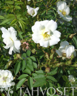 Tuotekuva-POHJANTÄHTI KÖYNNÖSRUUSU