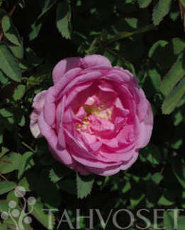 Tuotekuva-POPPIUS SUVIRUUSU FinE