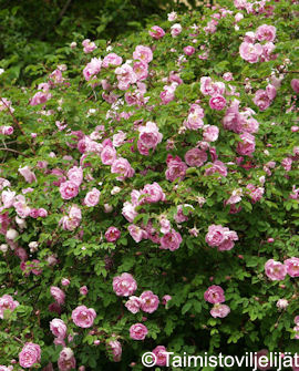 Tuotekuva-POPPIUS SUVIRUUSU FinE