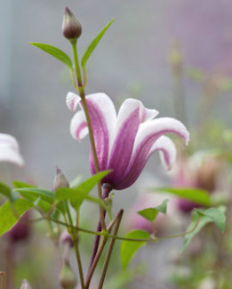 Tuotekuva-PRINCESS KATE TARHALYHTYKÄRHÖ