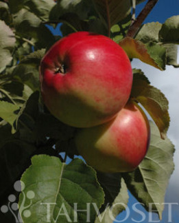 Tuotekuva-RAILAMO OMENA