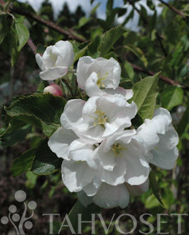 Tuotekuva-RAUTATIENOMENAPUU FinE