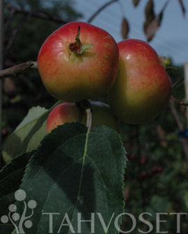 Tuotekuva-RAUTATIENOMENAPUU FinE