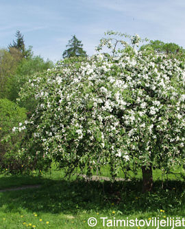 Tuotekuva-RAUTATIENOMENAPUU FinE