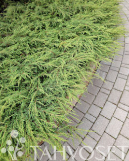 Tuotekuva-REPANDA KÄÄPIÖKATAJA