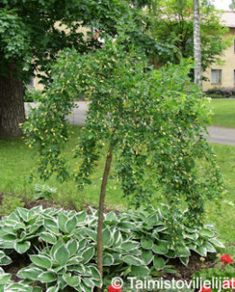 Tuotekuva-RIIPPAHERNEPUU