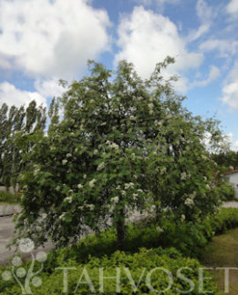 Tuotekuva-RIIPPAPIHLAJA