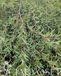 Tuotekuva-RIIPPAPUNAPAJU