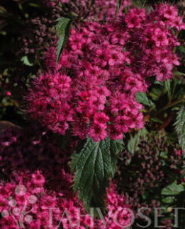 Tuotekuva-RIPSUREUNA-ANGERVO