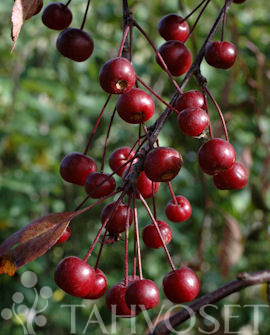 Tuotekuva-ROYAL BEAUTY RIIPPAOMENAPUU