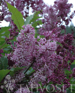 Tuotekuva-ROYALTY ISABELLANSYREENI