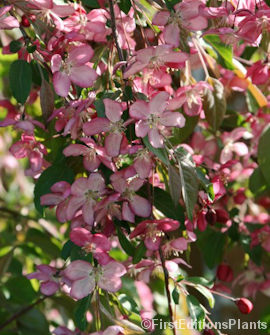 Tuotekuva-RUBY TEARS™ RIIPPAOMENAPUU