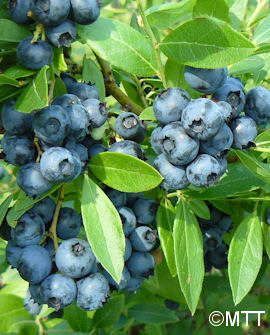 Tuotekuva-SAANI TARHAPENSASMUSTIKKA FinE