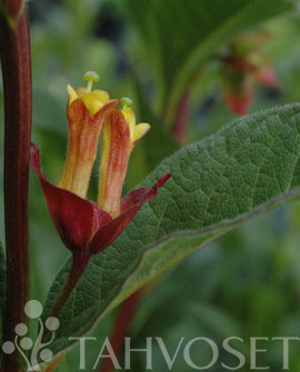 Tuotekuva-SADUNKUUSAMA FinE