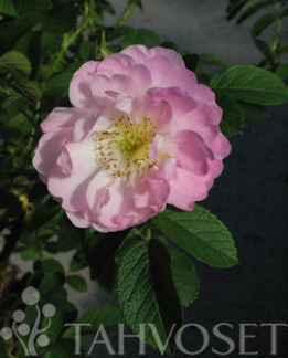 Tuotekuva-SÄVEL TARHAKURTTURUUSU