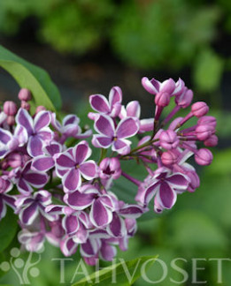 Tuotekuva-SENSATION JALOSYREENI