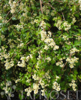 Tuotekuva-SEPPELVARPU