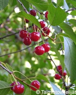 Tuotekuva-SIKKOLAN KUULASMARJA FinE KIRSIKKA