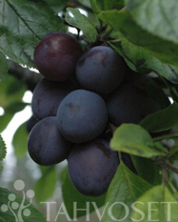 Tuotekuva-SINIKKA FinE LUUMU