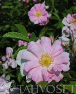 Tuotekuva-SOINTU TARHAKURTTURUUSU FinE